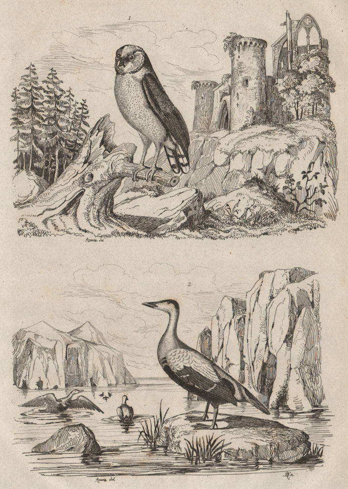 BIRDS. Effraie (Barn Owl). Eider duck 1834 old antique vintage print picture